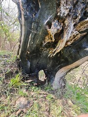 old tree trunk