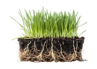 Square of grass with visible roots isolated on transparent background
