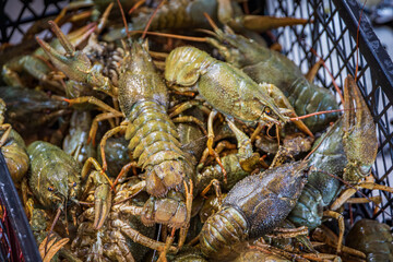 Freshly caught live crawfish in a box on display at a busy market stall in Karakoy, Istanbul, Turkey