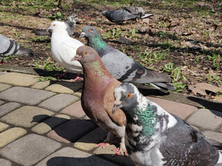 dove in the park. Wild bird