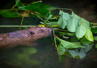 Beaver in Natural Habitat Near Water