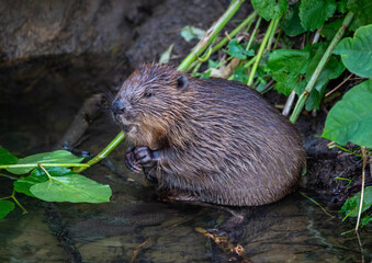 Beaver in Natural Habitat Near Water
