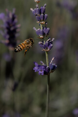 Honeybee on Lavender in Summer Light