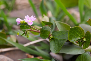 Pink Purslane flowering on stony bank of a rural river