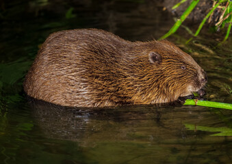 Beaver in Natural Habitat Near Water