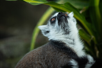 The ring-tailed lemur is a medium- to larger-sized strepsirrhine primate and owing to its long, black-and-white, ringed tail. It belongs to Lemuridae
