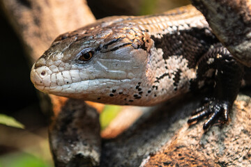 Blue-tongued skinks comprise the Australasian genus Tiliqua, which contains some of the largest members of the skink family