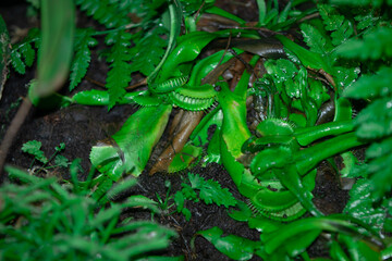 The Venus flytrap is a carnivorous plant native to the temperate and subtropical wetlands of North Carolina and South Carolina, on the East Coast of the United States