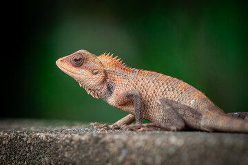 The oriental garden lizard, also called the eastern garden lizard, Indian garden lizard, common garden lizard, bloodsucker or changeable lizard