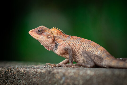 The oriental garden lizard, also called the eastern garden lizard, Indian garden lizard, common garden lizard, bloodsucker or changeable lizard