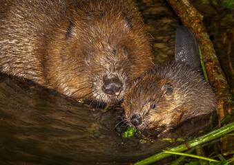 Beaver in Natural Habitat Near Water