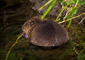 Beaver in Natural Habitat Near Water