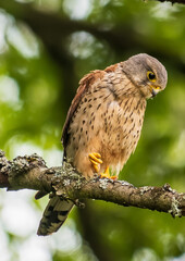 Common Kestrel Perched on Tree Branch in Natural Habitat