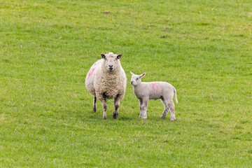 Ewe with lamb in green grass pasture, both looking alert and toward camera