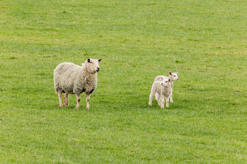 Fototapeta premium Ewe with twin lambs alert in green pasture