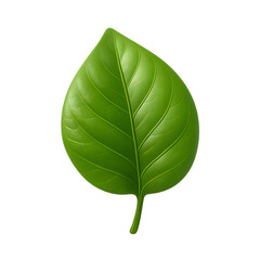 Obraz premium Leafy Green Perfection A Detailed Botanical Illustration of a Single Leaf Against a Stark Black Backdrop Symbolizing Nature and Growth