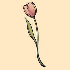 pink tulip flower, delicate single tulip watercolor with graphics on alight yellow background