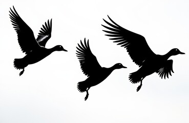 Obraz premium Silhouettes of three flying birds in different positions against a white background