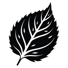 Obraz premium Leaf Silhouette Intricate Veins, Pointed Tip, and Serrated Edges Against a Bright Background