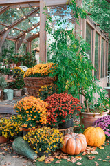 Bright yellow pumpkin surrounded by colorful chrysanthemums and rustic stumps. Festive autumn scene...