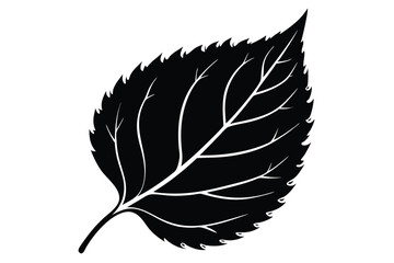 Intricate Silhouette of Serrated Leaf Featuring Veins for Botanical Designs and Patterns