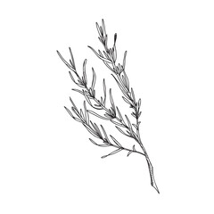 Lavender leaves, branch ink drawing. Hand drawn graphic Vector illustration. Black and White line art for cards, logos and food, cosmetic design.