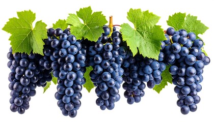 Dark blue grapes hanging in bunches with leaves