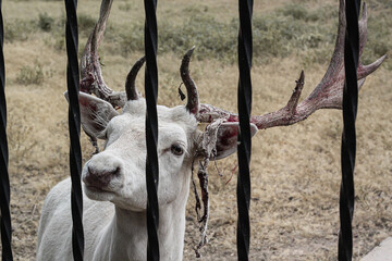 An exhausted deer in a zoo behind bars