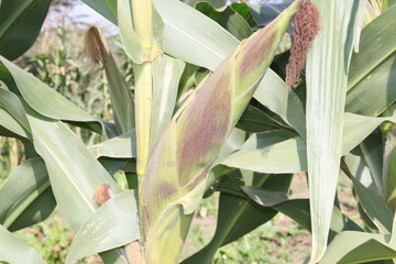 Obraz premium corn on the stalk