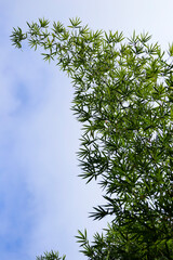 Lush green bamboo foliage contrasts with the partially cloudy blue sky of the Sao Paulo region, Brazil.