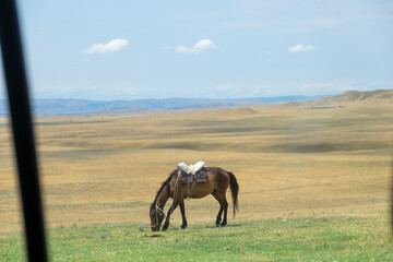 Saddled Horse Grazing in Georgian Steppe