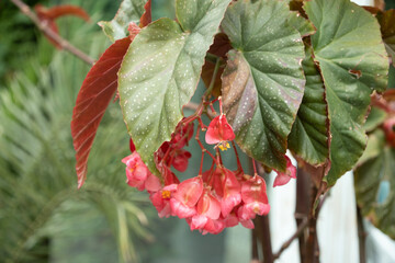 Begonia carolina, indoor plant branch, selective focus