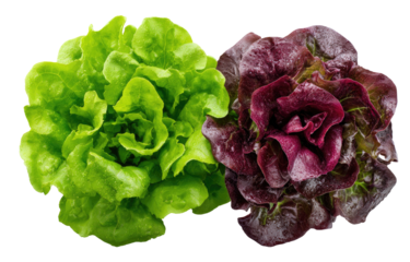 Two vibrant heads of lettuce, one green and one red-purple, displayed close together against a transparent background