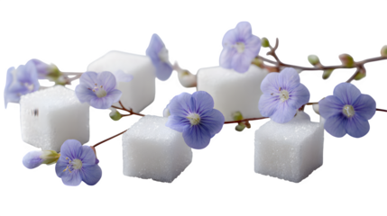 Sugar cube floating with orchid flower branches on white background 