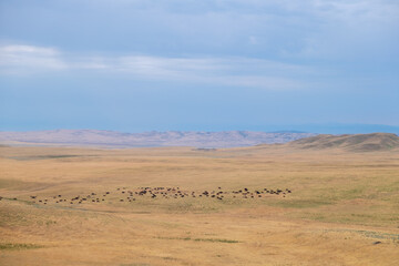 Wide View of Harvested Fields With Rolling Hills