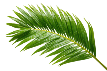 Close-up of a vibrant palm frond with water droplets