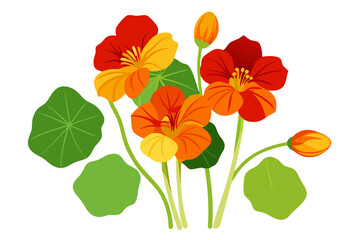 Beautiful nasturtium flowers vector illustration for floral design and botanical art projects