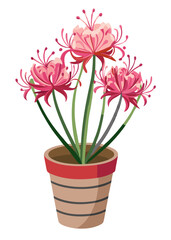 Beautiful red spider lily flowers in pot vector illustration lycoris radiata drawing art print