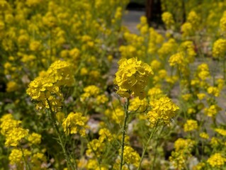 Yellow flowers is blooming.