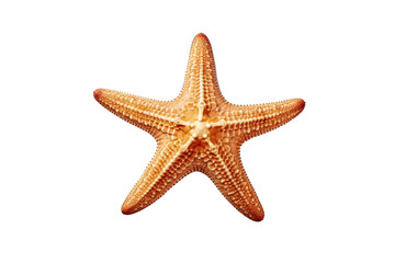 Textured starfish with decorative design