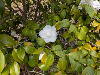 Obraz premium Beautiful flowers tsubaki.