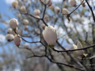 Sky and magnolia is beautiful.