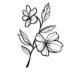 black and white flower, graphic flower, gypsophila flower, flower on a transparent background