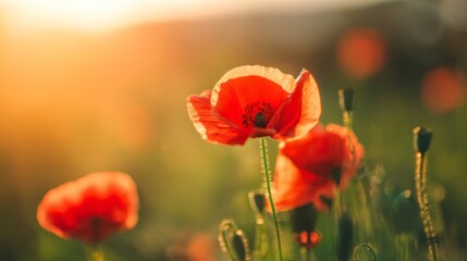 Fototapeta premium A vibrant red poppy bathed in golden sunset light, symbolizing remembrance and beauty. 
