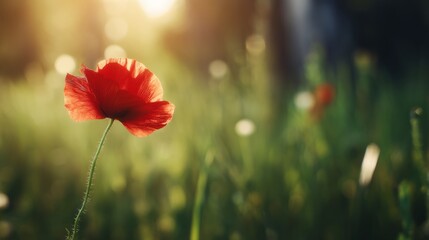 A vibrant red poppy bathed in golden sunset light, symbolizing remembrance and beauty.
