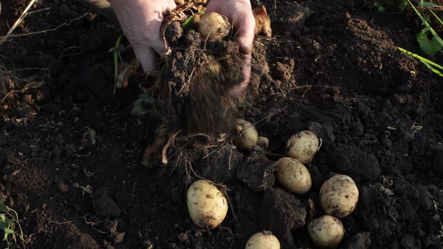  harvest of potatoes roots on ground vegetable garden