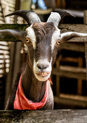 crazy goat 