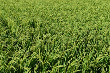 稔り始めた稲穂 山形庄内米