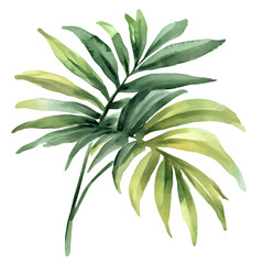 My Watercolor hand-painted palm tree leaves painting illustration isolated on a white background, My vector design, AI painting design, EPS format design. vector illustration