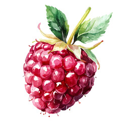 My Watercolor hand-painted red Raspberry painting illustration isolated on a white background, my vector design, AI painting design, EPS format design. vector illustration © Zizak